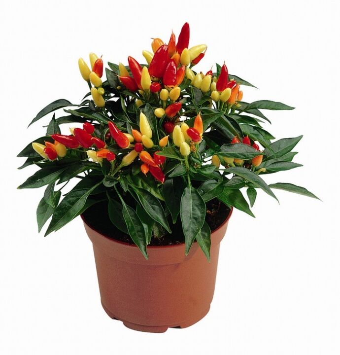 Chili peppers in HondroFrost for polyarthritis